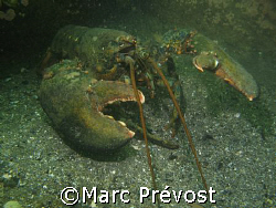 CLAWS! Close-up anyone? Large lobster - North shore, Gasp... by Marc Prévost 